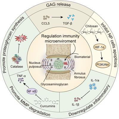 Frontiers | Biomaterials Delivery Strategies To Repair Degenerated ...